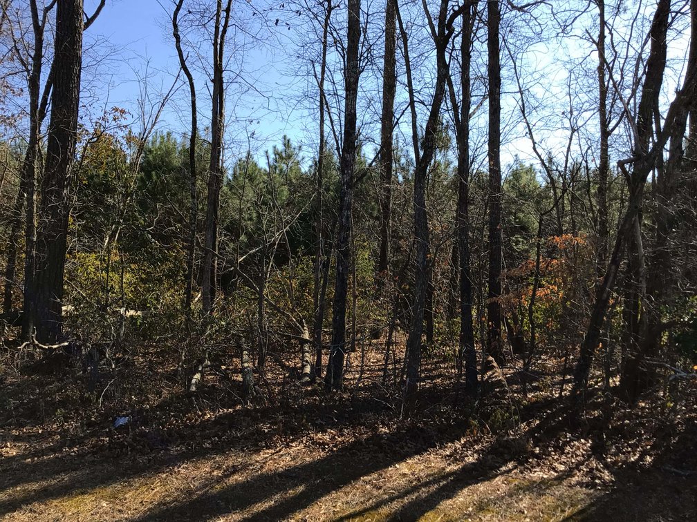 Image for 55+/- acres off Bowdens Rd Duplin County!