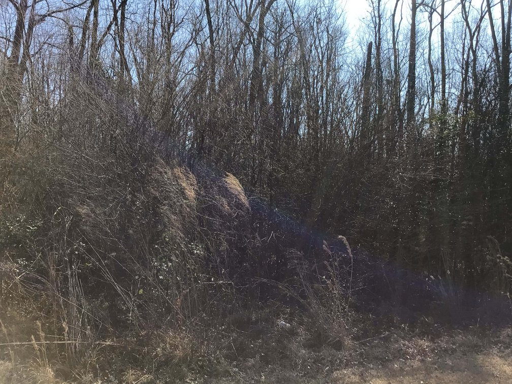 Image for 55+/- acres off Bowdens Rd Duplin County!
