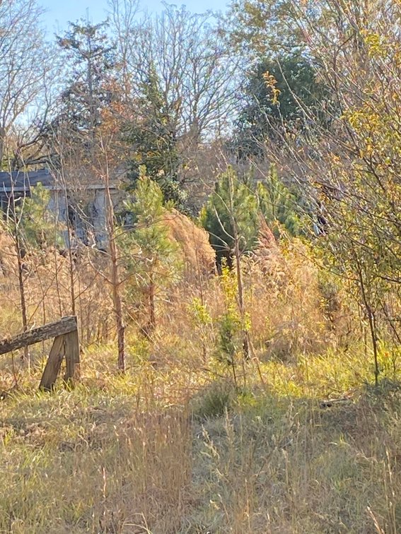 Image for Over 7 acres with a Manufactured Home Selling at Public Auction in Harnett County on 1530 Clark Road, Lillington, NC.