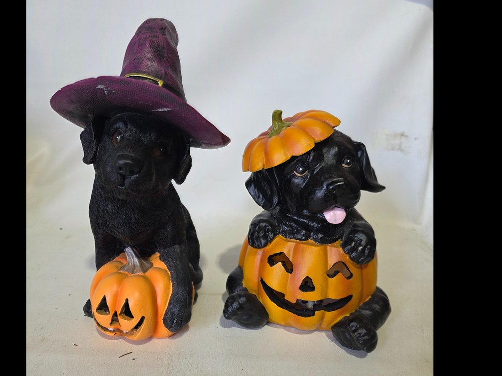 Halloween puppies with tea towels (pictured) R4A
