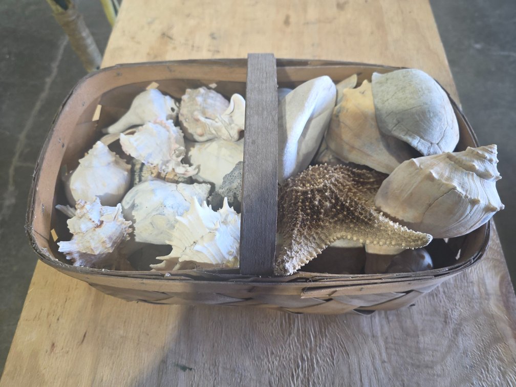Large basket of seashells R4A