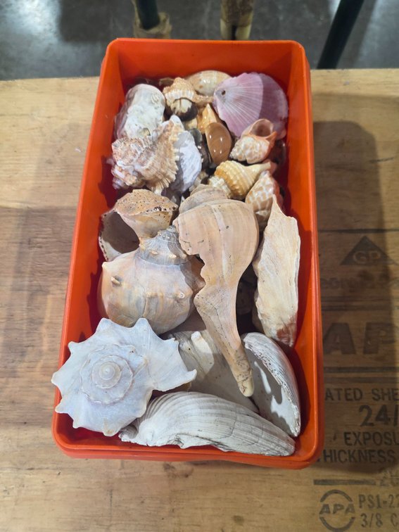 Sea shell lot