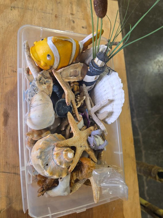 Sea shell lot