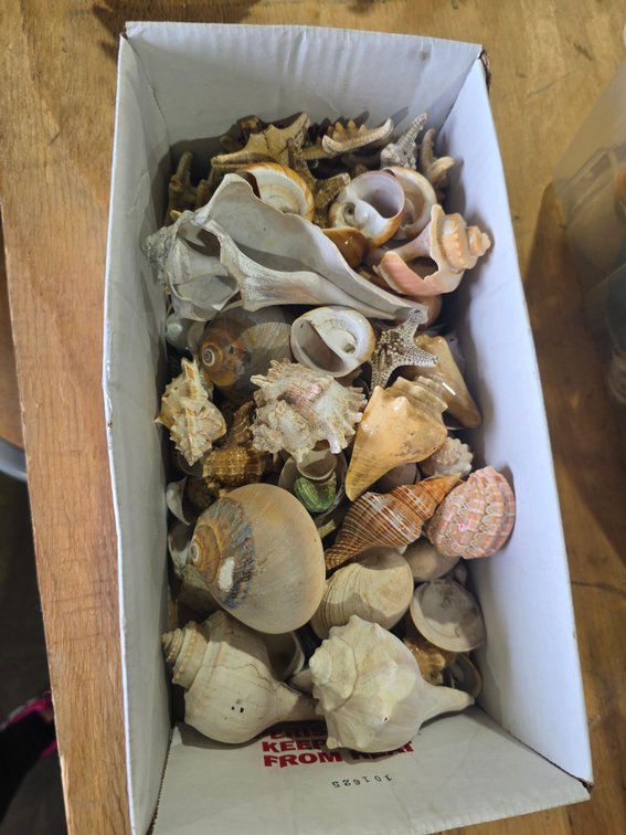 Sea shell lot