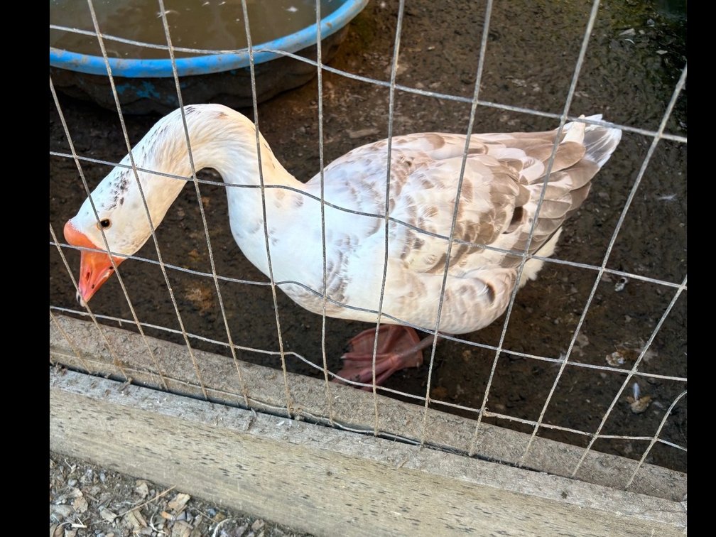 Male goose
