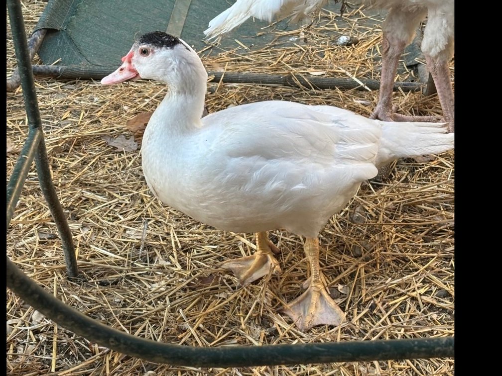 4 Muscovy ducks ,About 4 months old