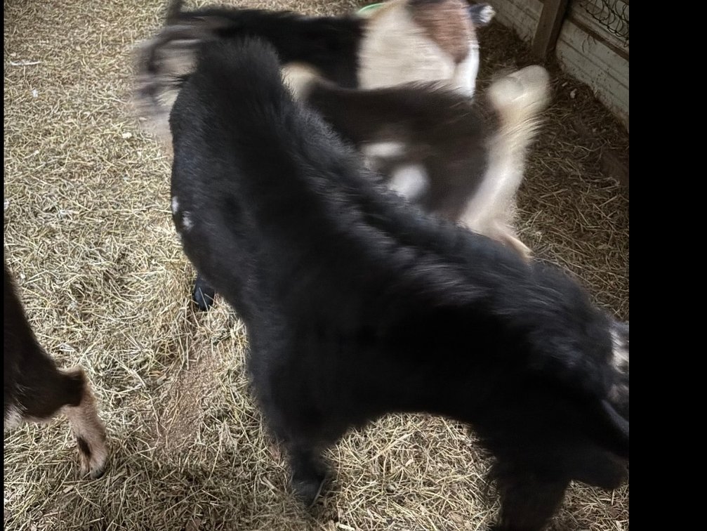 Male Pygmy black goat