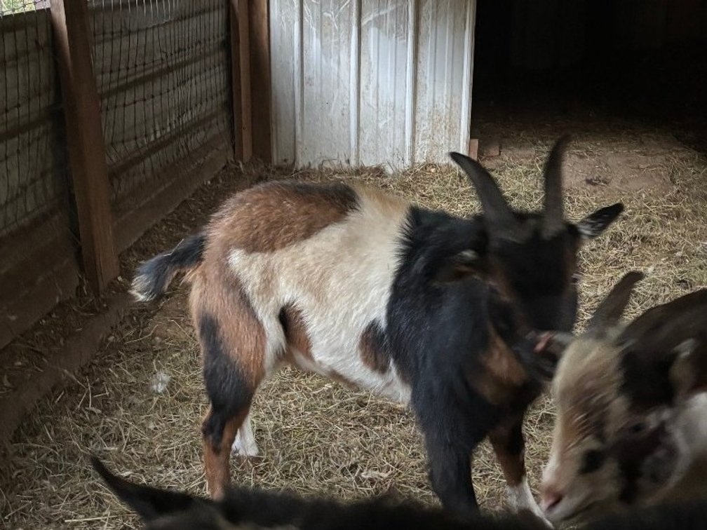 Male Pygmy brown goat