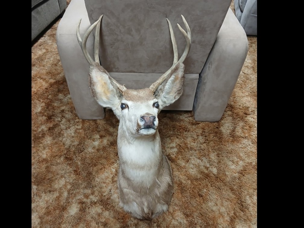 Deer mount  CR