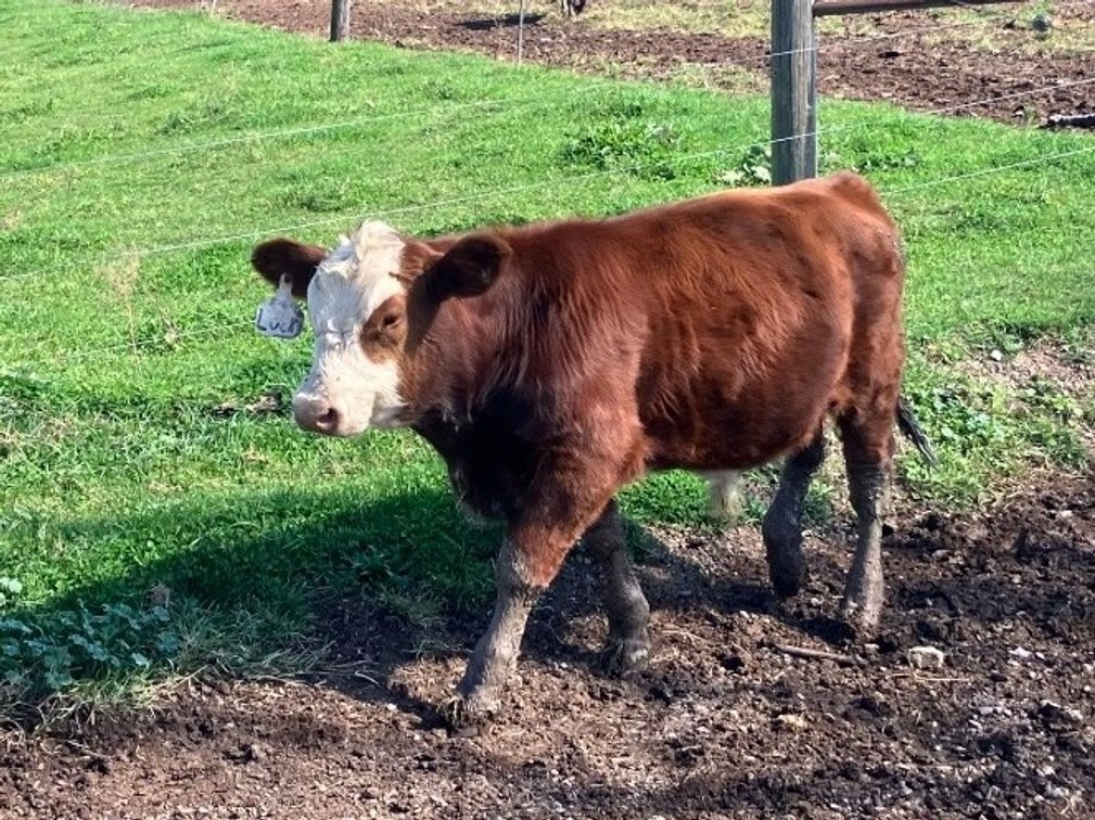 Bull calf 384Lbs  He is very  easy work with