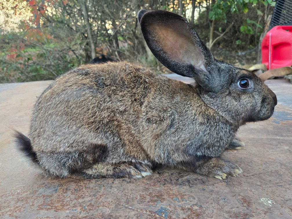 6mo Flemish Giant Doe
