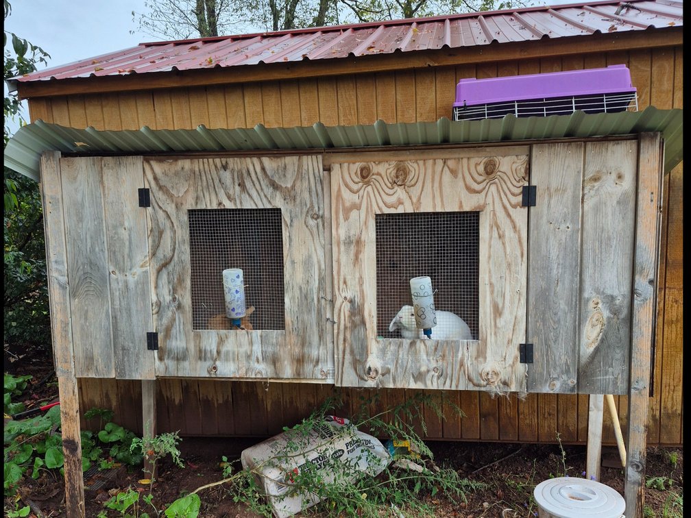Rabbit hutch with metal roof