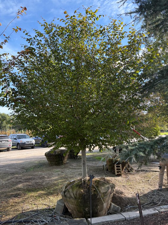 American Beech 4.00" (1)