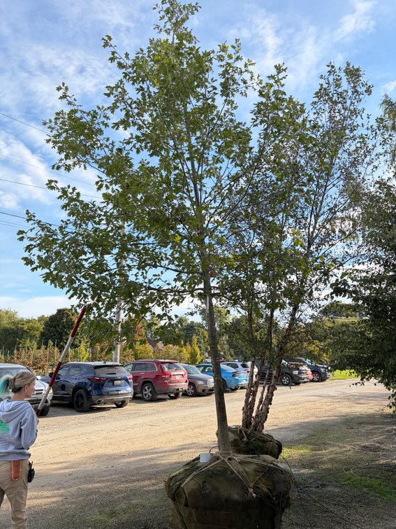 Shumard Oak 4.00" (1)