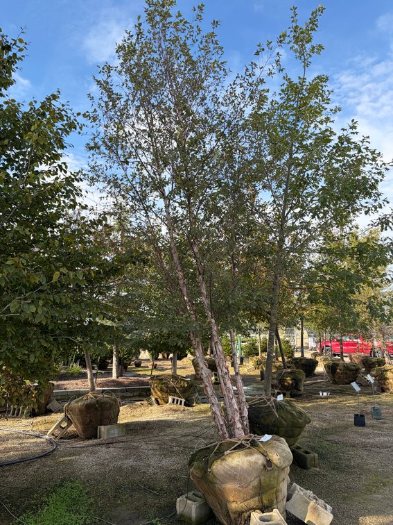 Dura Heat River Birch 14' (1)