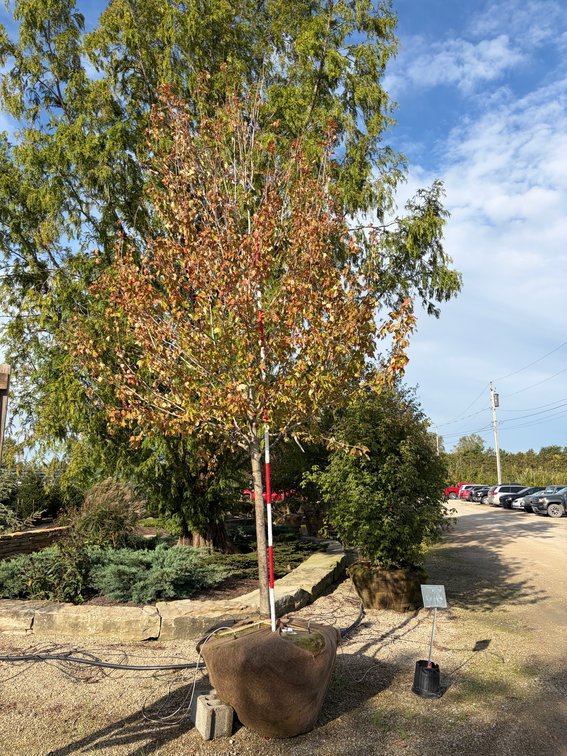 Red Sunset Maple 3.00" (1)