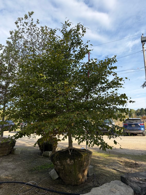 American Beech 3.50" (1)