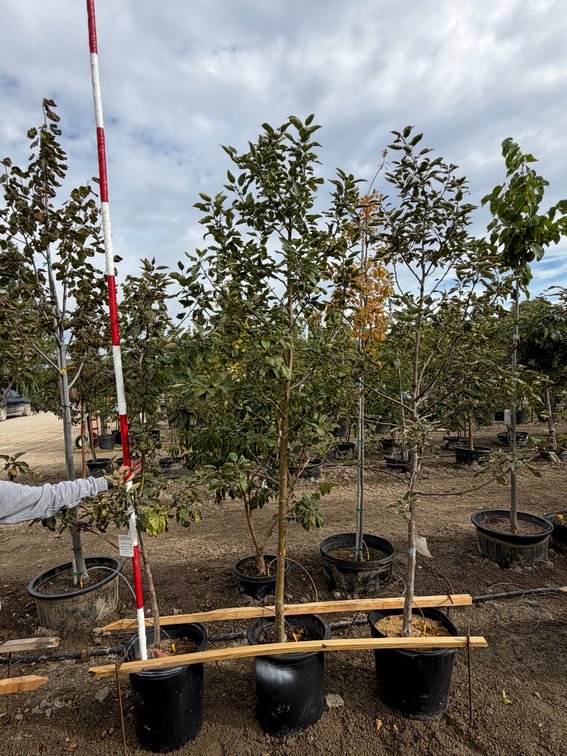 FRUIT TREES : Hazen Apple - Standard #10 (1), Fireside Apple - Standard #10 (1), Honeycrisp Apple - Semi Dwarf #10 (1)