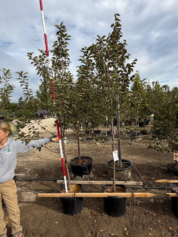 FRUIT TREES : Hazen Apple - Standard #10 (2)