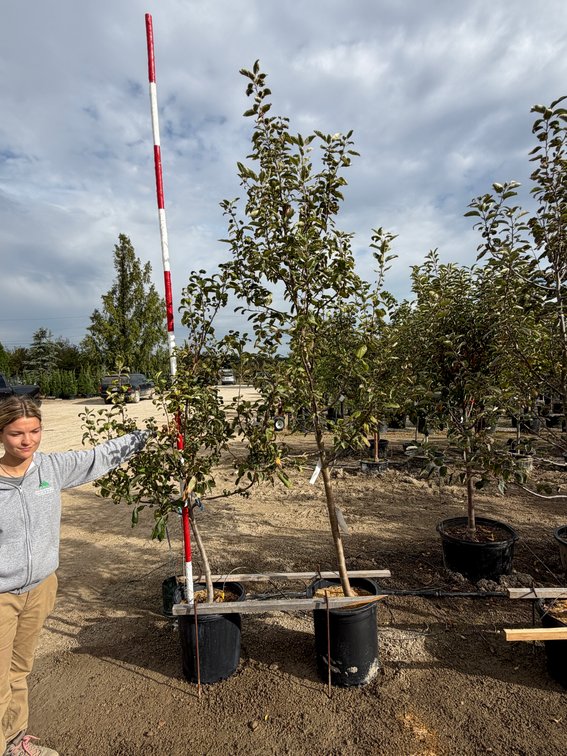FRUIT TREES : Fireside Apple - Standard #10 (1), Granny Smith Apple - Dwarf #10 (1)