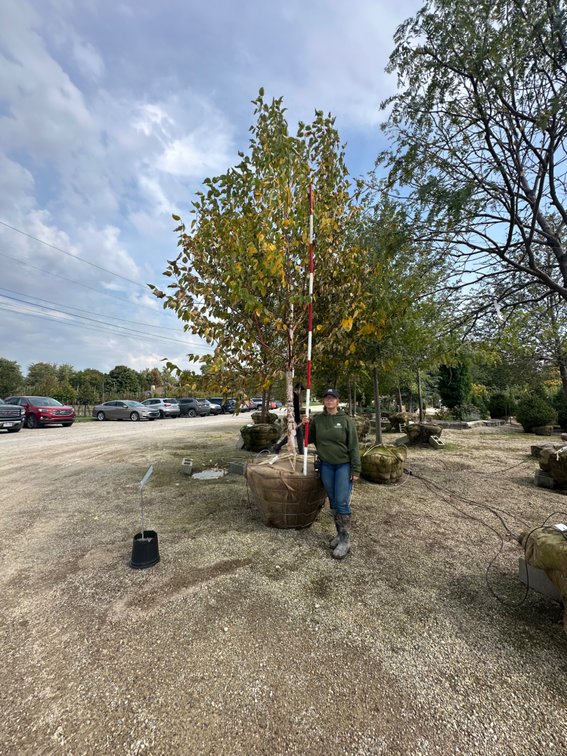 Renaissance Oasis Birch 3.00" (1)