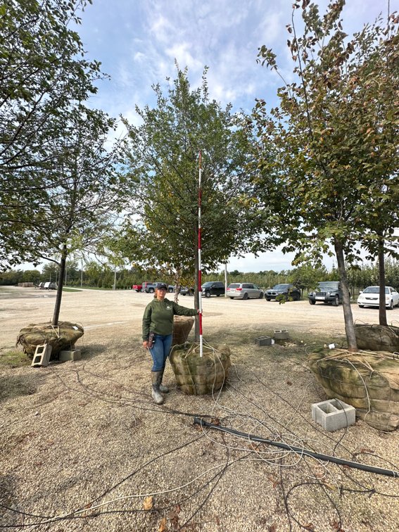 Frontier Elm 3.50" (1)