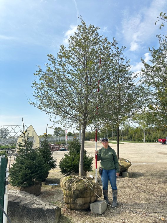 Frontier Elm 3.50" (1)