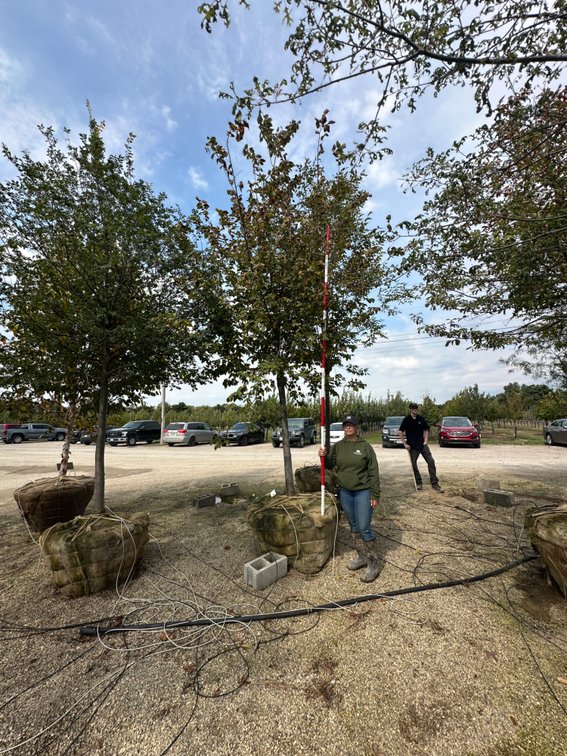Jefferson American Elm 3.50" (1)