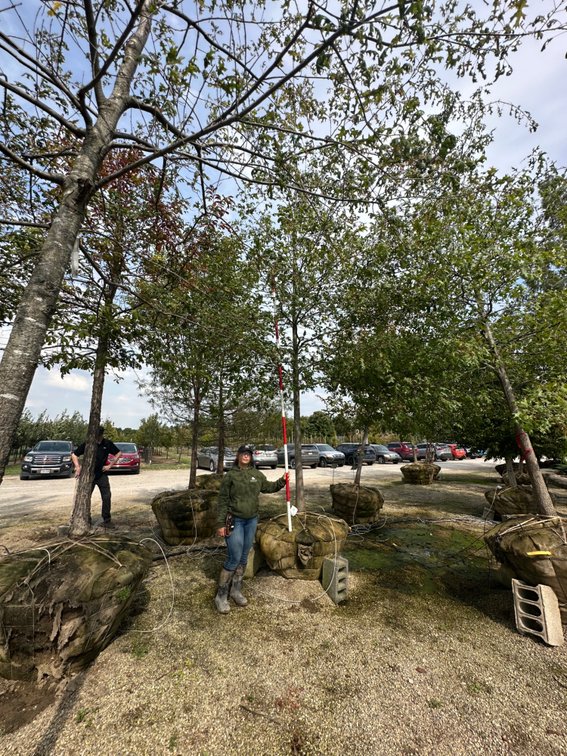 Scarlet Oak 3.50" (1)