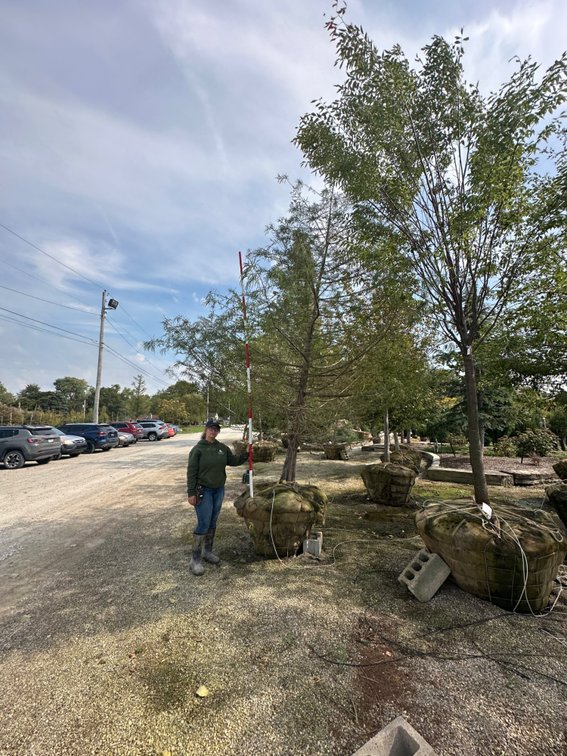 Bald Cypress 14' (1)