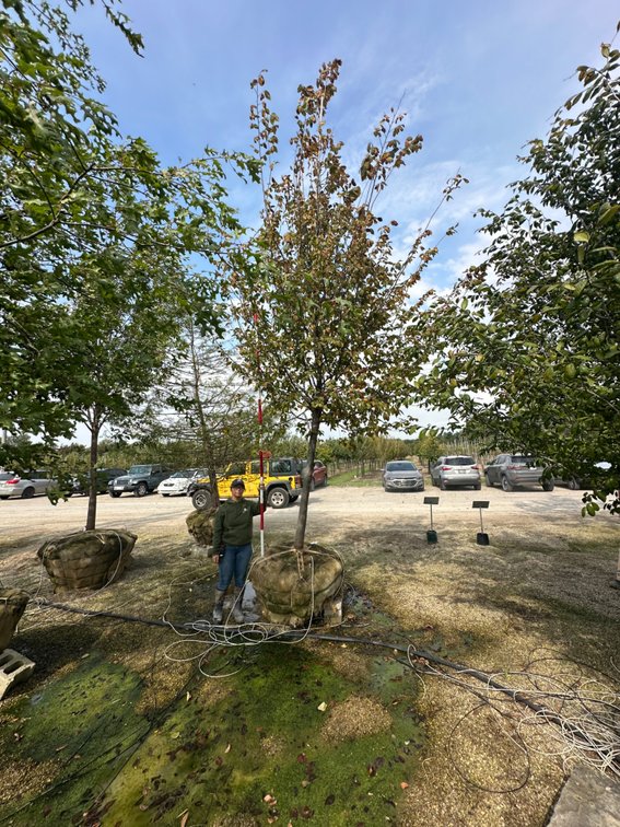 Jefferson American Elm 3.50" (1)