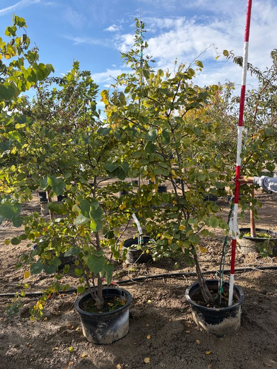 Eastern Redbud - MS #15 (2)