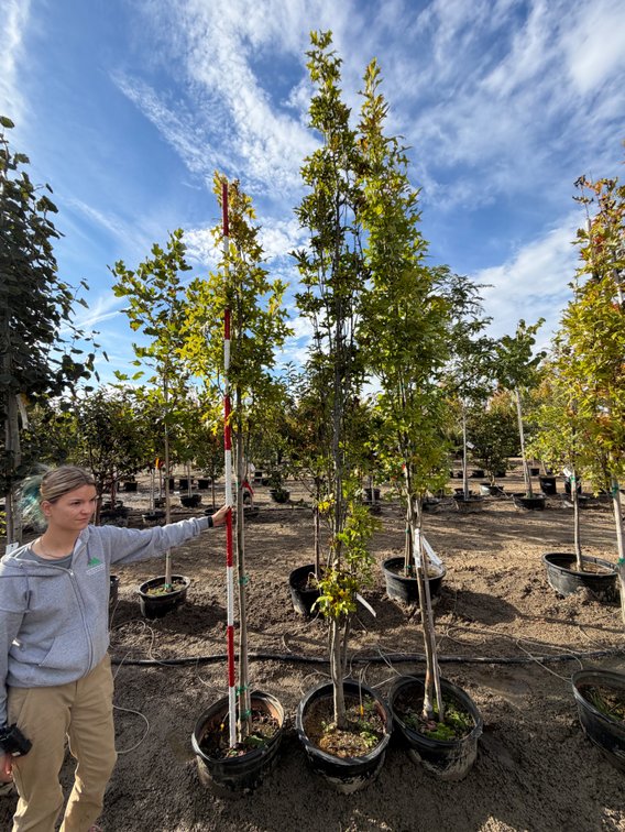 Green Pillar Pin Oak #15 (3)