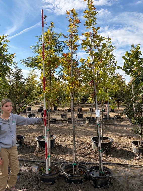 Green Pillar Pin Oak #15 (3)