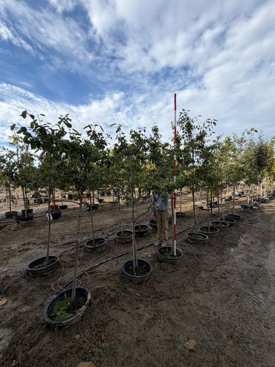 Autumn Brilliance Serviceberry - SS B-Grade #10 (8)