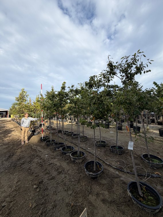 Autumn Brilliance Serviceberry - SS B-Grade #10 (7)