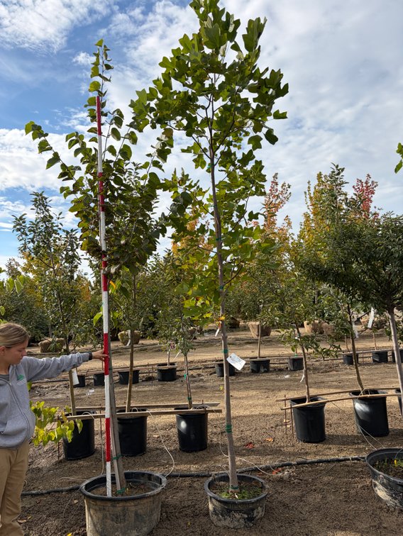 Tulip Tree #15 (1), American Sentry Linden #25 (1)