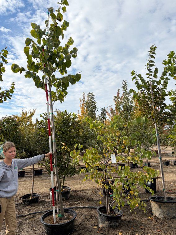 Eastern Redbud - MS #15 (1), American Linden #25 (1)
