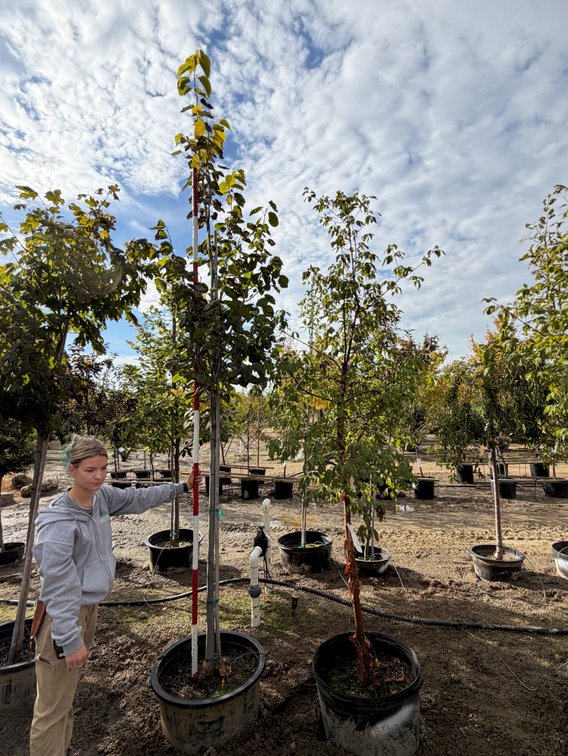 Paperbark Maple - SS #25 (1), American Sentry Linden #25 (1)