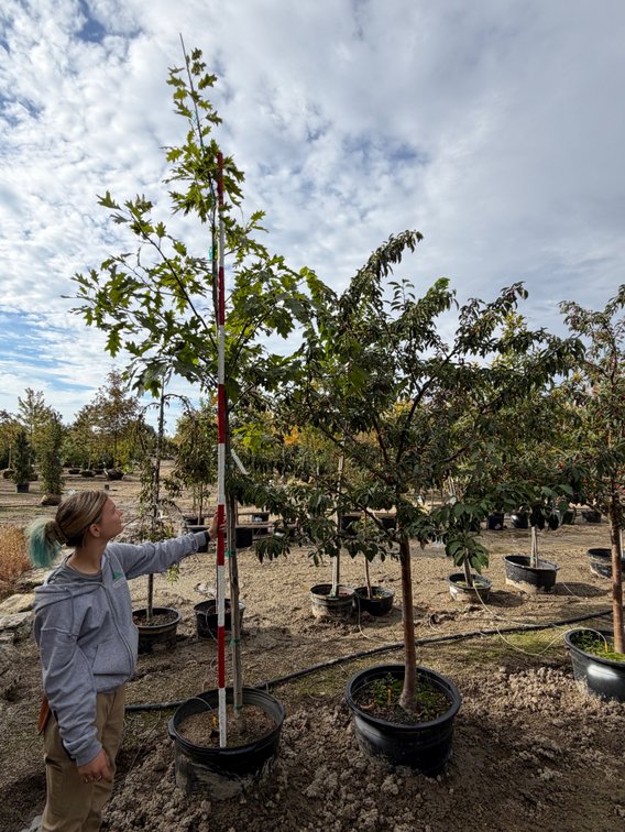 Sugar Tyme Crabapple #25 (1), Northern Pin Oak #25 (1)