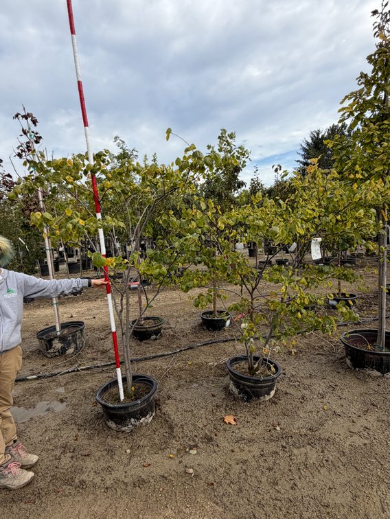 Eastern Redbud - MS #15 (2)