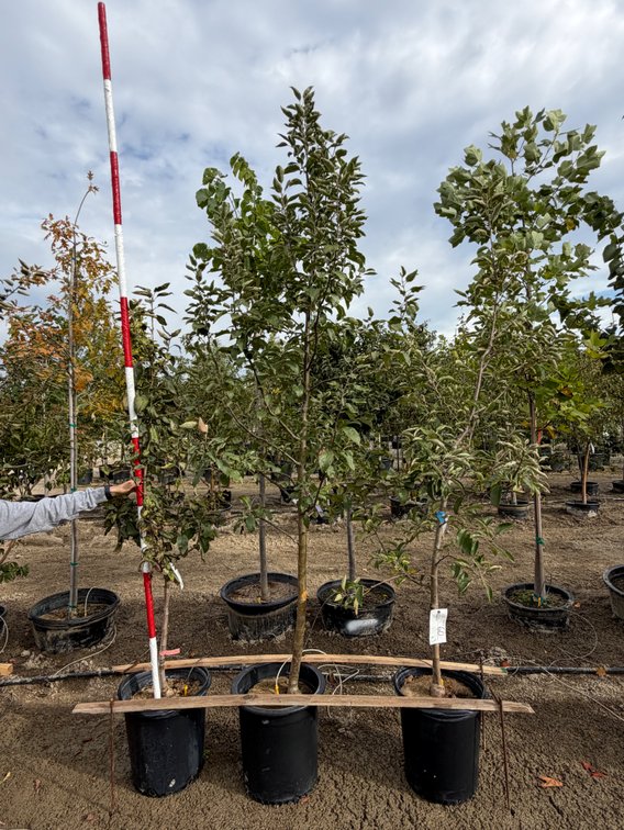 FRUIT TREES : Golden Delicious Apple - Dwarf #10 (1), Fireside Apple - Standard #10 (1), Honeycrisp Apple - Semi Dwarf #10 (1)