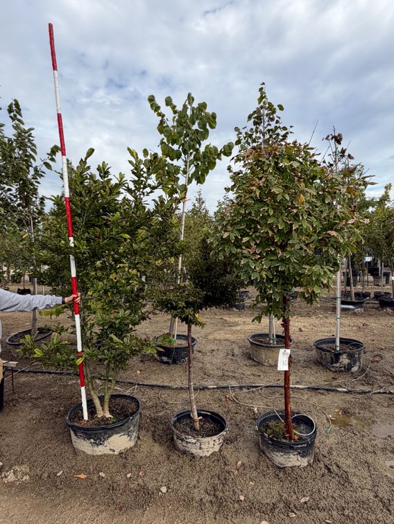 Paperbark Maple SS #15 (1), Little Twist Cherry #10 (1), Leondard Messel Magnolia - MS #25 (1)