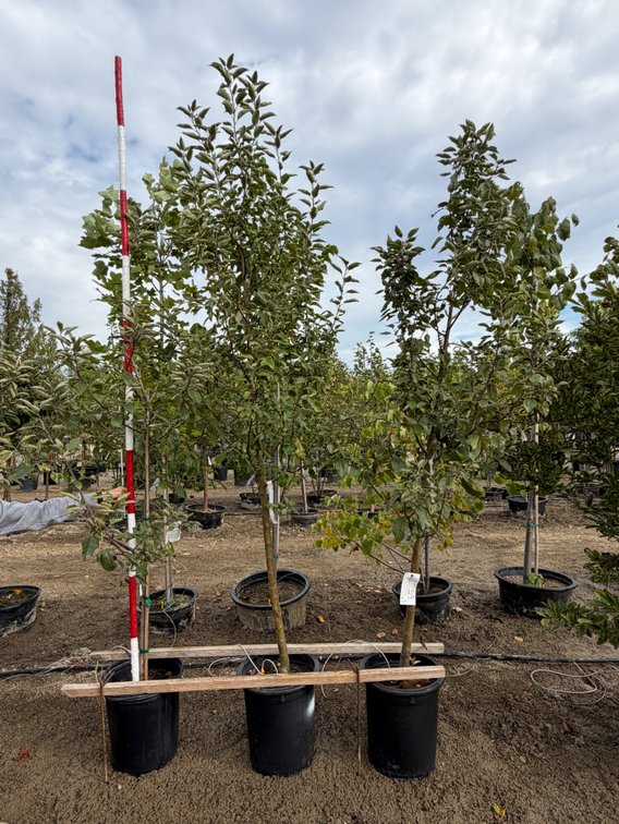 FRUIT TREES : Fireside Apple - Standard #10 (2), Gala Apple - Dwarf #10 (1)