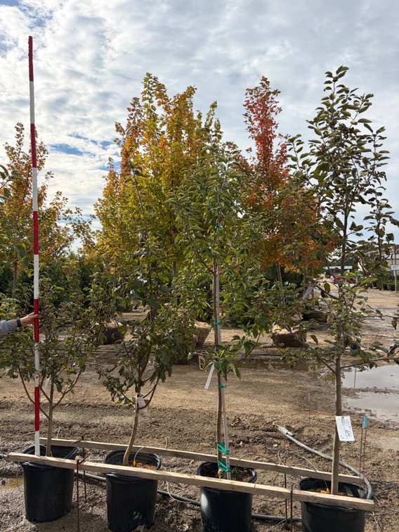 FRUIT TREES: Hazen Apple - Standard #10 (1), Granny Smith Apple - Dwarf #10 (1), Honeycrisp Apple - Semi Dwarf #10 (1), Granny Smith Apple - Semi Dwarf #10 (1)