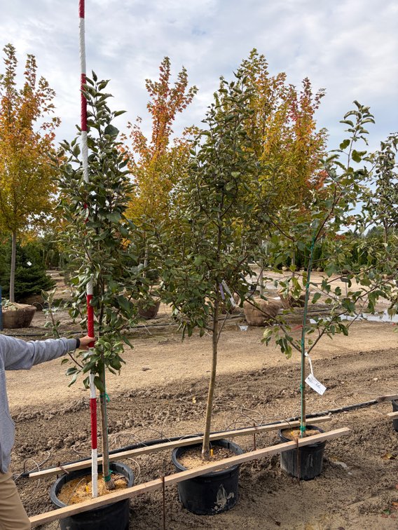 FRUIT TREES : Wolf River Apple - Semi Dwarf #07 (1), Sweet Sixteen Apple - Standard #10 (2)