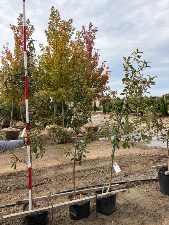 FRUIT TREES : Wolf River Apple - Semi Dwarf #07 (1), Honeycrisp Apple - Semi Dwarf #07 (2)