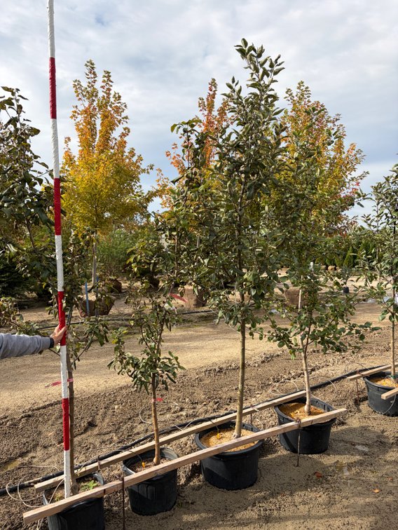 FRUIT TREES : Red Fuji Apple - Semi Dwarf #07 (1), Sweet Sixteen Apple - Standard #10 (1), Honeycrisp Apple - Semi Dwarf #07 (2)