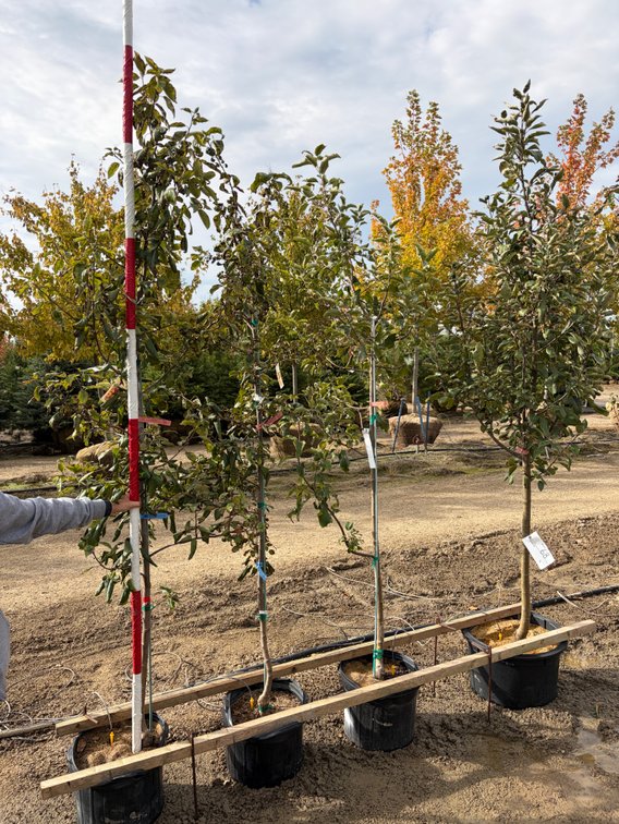 FRUIT TREES : Sweet Sixteen Apple - Standard #10 (1), Wolf River Apple - Semi Dwarf #07 (1),  Honeycrisp Apple - Semi Dwarf #07 (2)