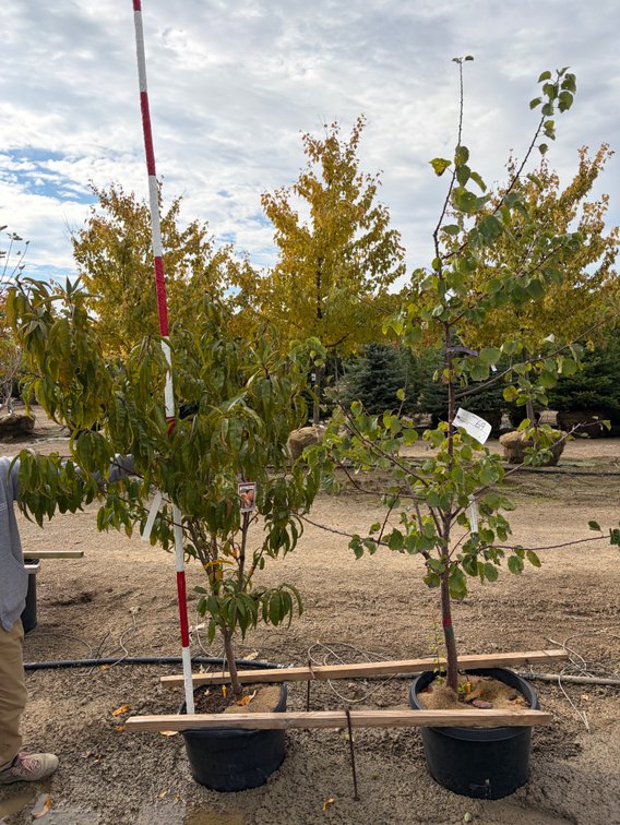 FRUIT TREES : Puget Gold Apricot - Standard #10 (1), Frost Peach - Standard #10 (1)
